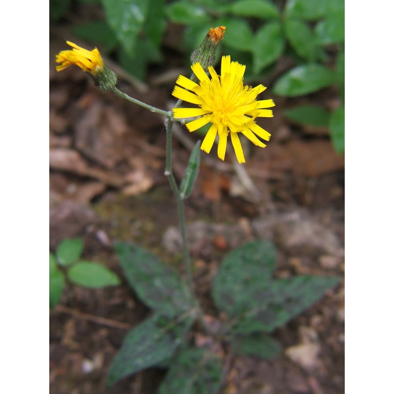 hieracium maculatum schrank