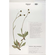 hieracium mattiroloanum arv.-touv. et belli