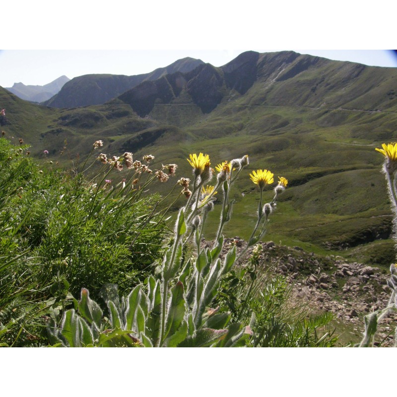 hieracium monregalense burnat et gremli