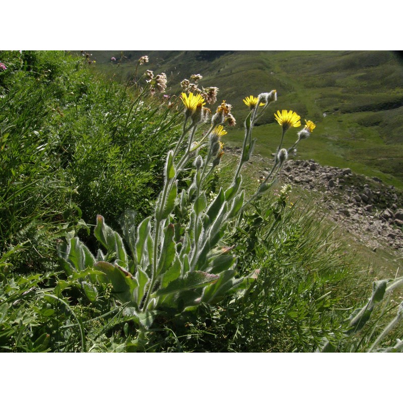 hieracium monregalense burnat et gremli