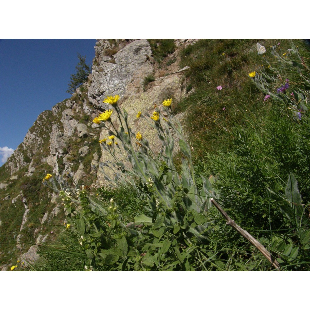 hieracium monregalense burnat et gremli