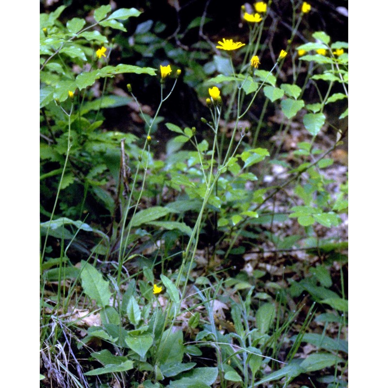 hieracium murorum l.