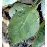 hieracium murorum l.