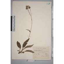 hieracium onosmoides fr.