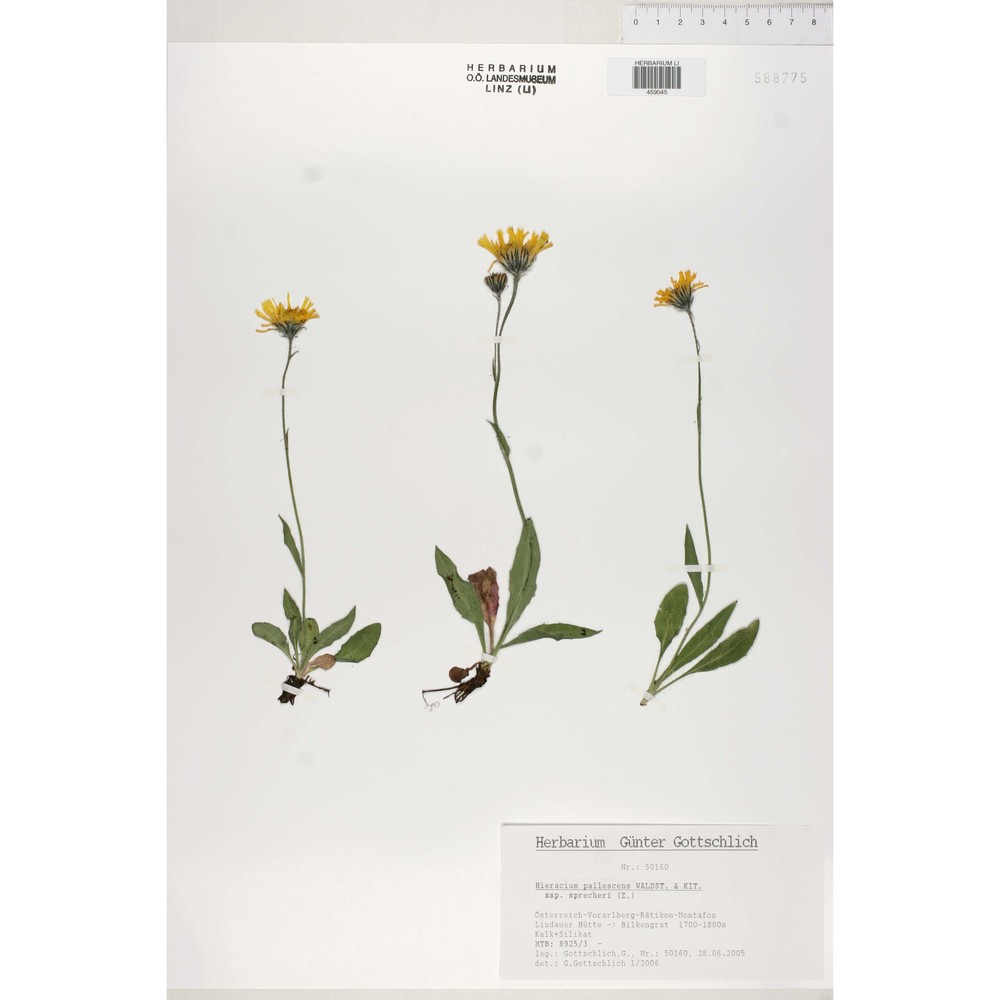 hieracium pallescens waldst. et kit.