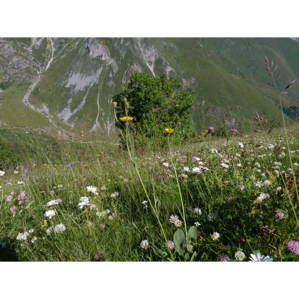 hieracium pellitum fr.