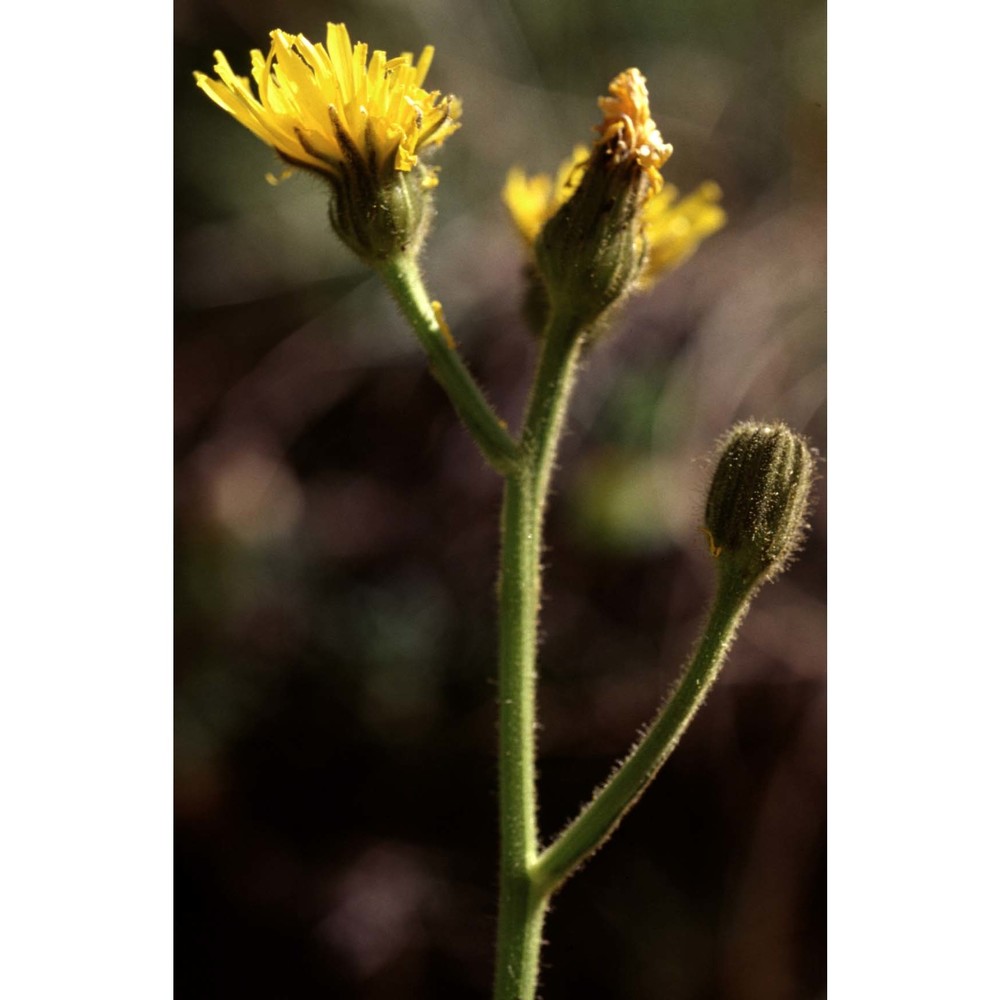 hieracium picroides vill.