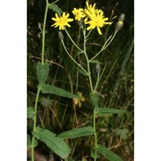 hieracium picroides vill.