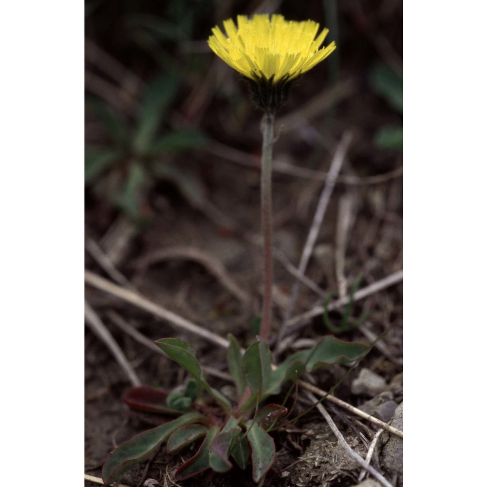 hieracium pictum pers.