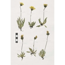 hieracium piliferum hoppe