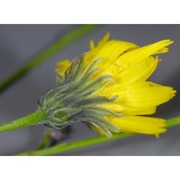 hieracium porrifolium l.