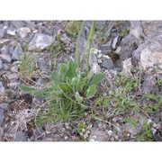 hieracium portanum belli