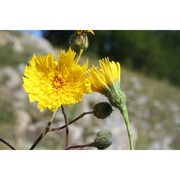 hieracium portanum belli