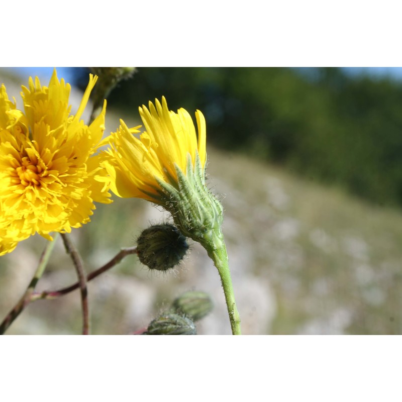 hieracium portanum belli