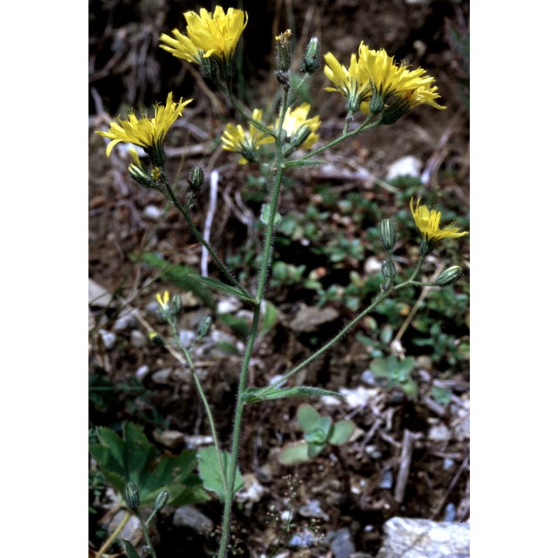 hieracium prenanthoides vill.