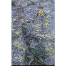 hieracium pujattii gottschl.