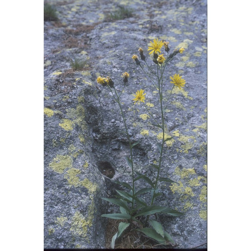 hieracium pujattii gottschl.