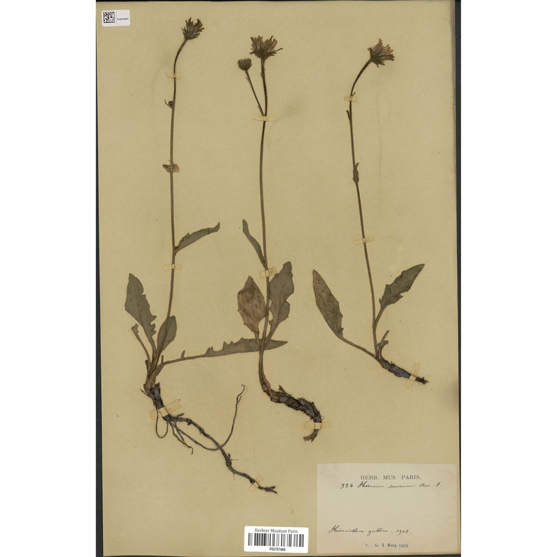 hieracium pulchellum gren. ex griseb.