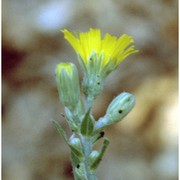 hieracium racemosum waldst. et kit. ex willd.