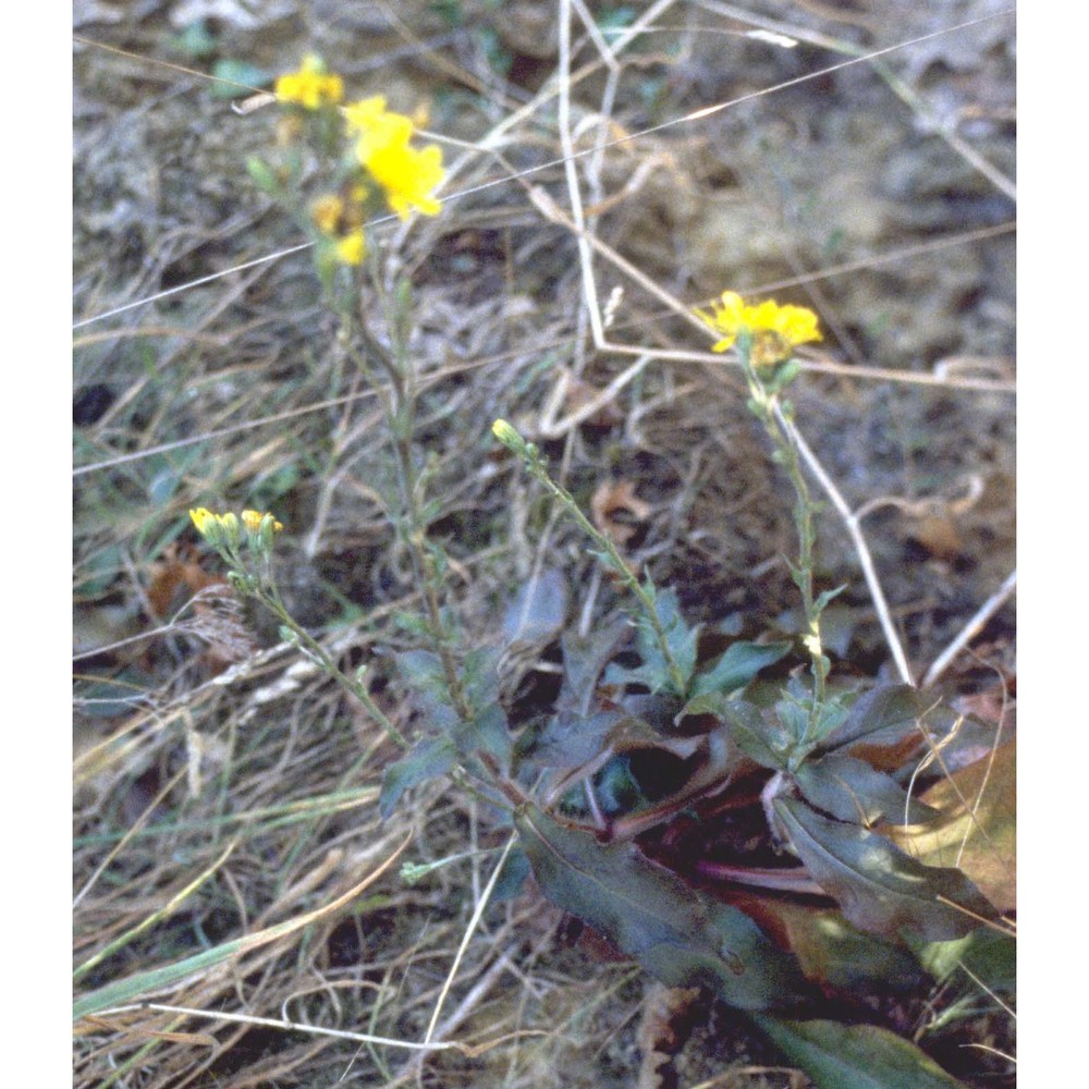 hieracium racemosum waldst. et kit. ex willd.