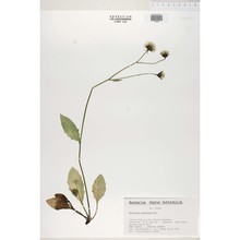 hieracium rohacsense kit.