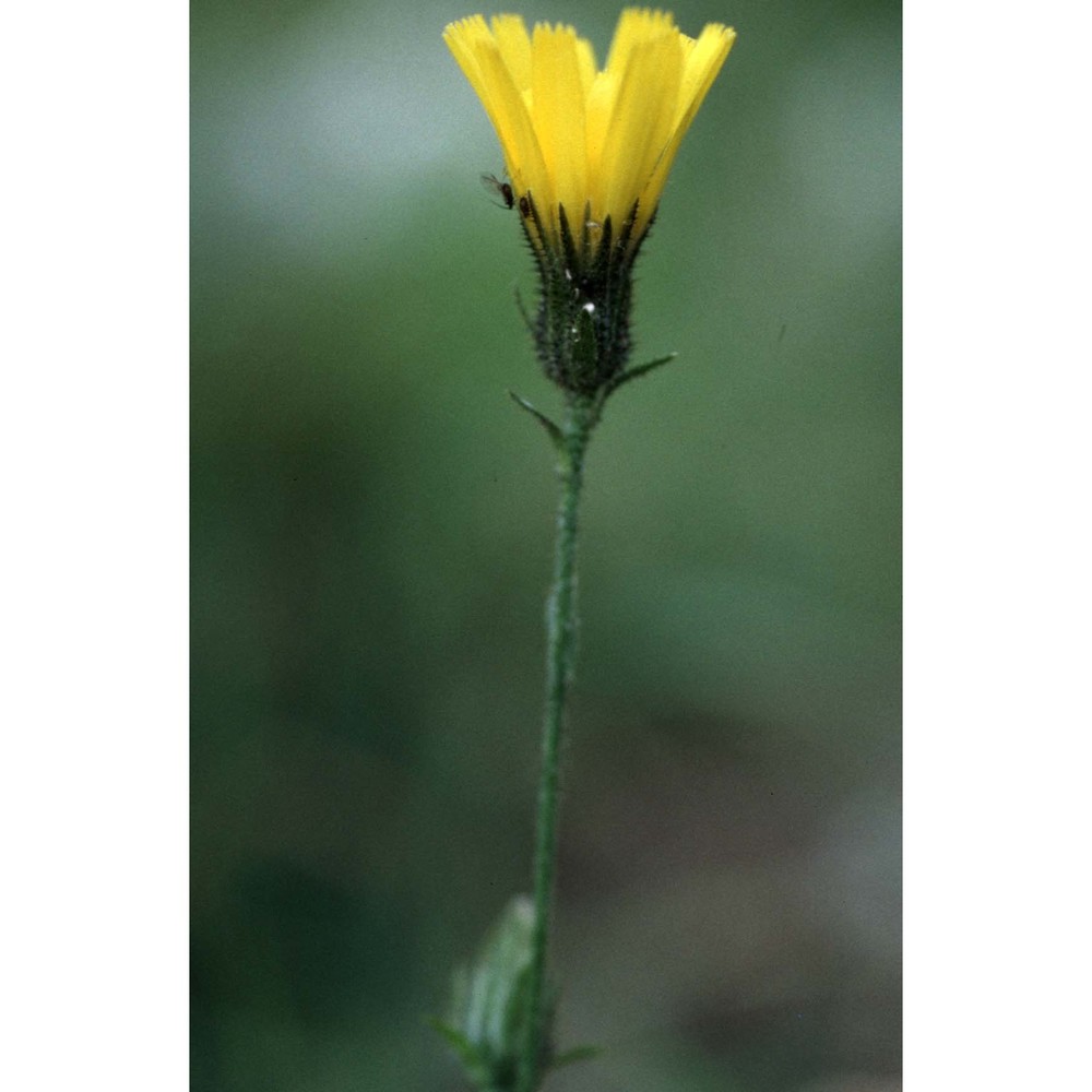 hieracium rupestre all.