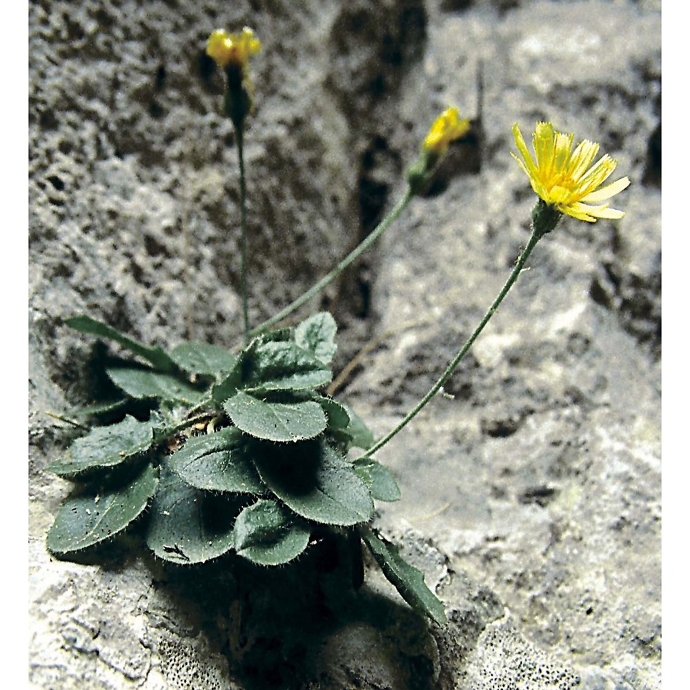 hieracium rupestre all.