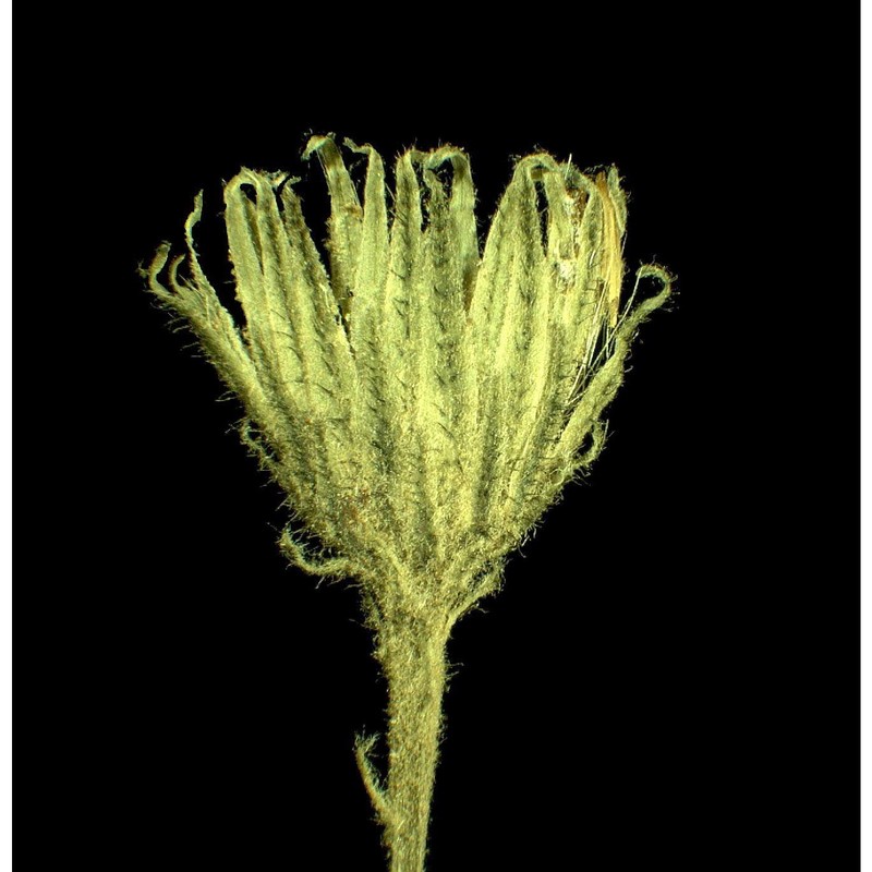 hieracium saxatile jacq.