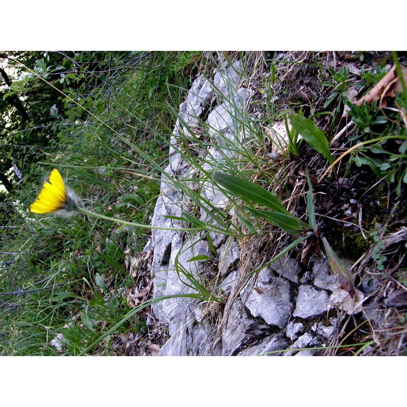 hieracium scorzonerifolium vill.