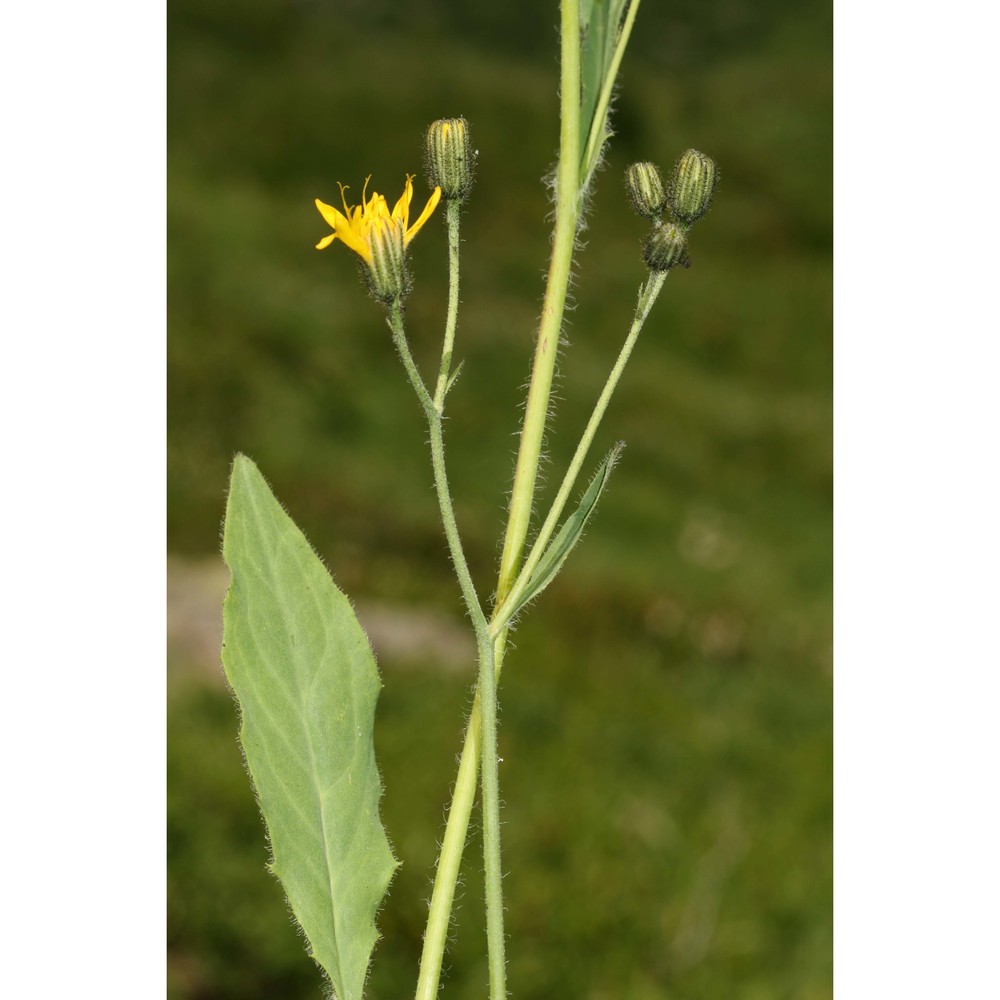 hieracium sterzingense zahn