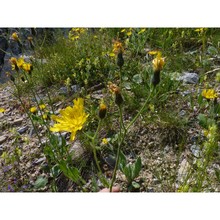 hieracium strafforelloanum zahn