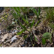 hieracium strafforelloanum zahn