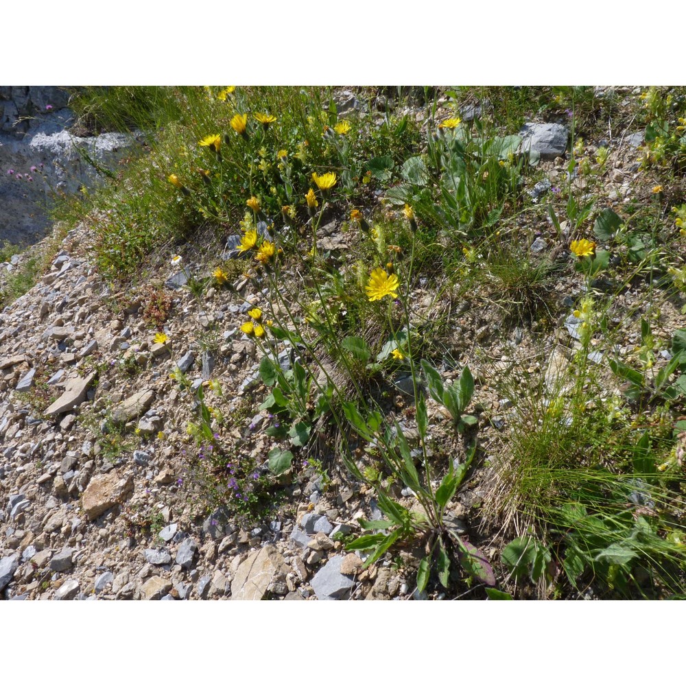 hieracium strafforelloanum zahn