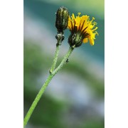 hieracium subcaesiiforme (zahn) zahn