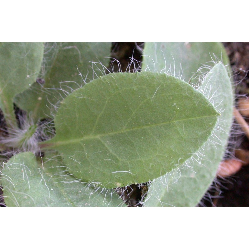 hieracium symphytifolium froel.