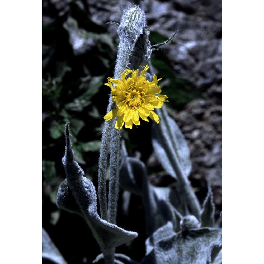 hieracium tomentosum l.