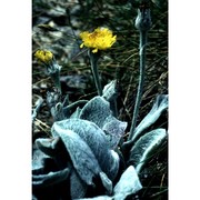 hieracium tomentosum l.