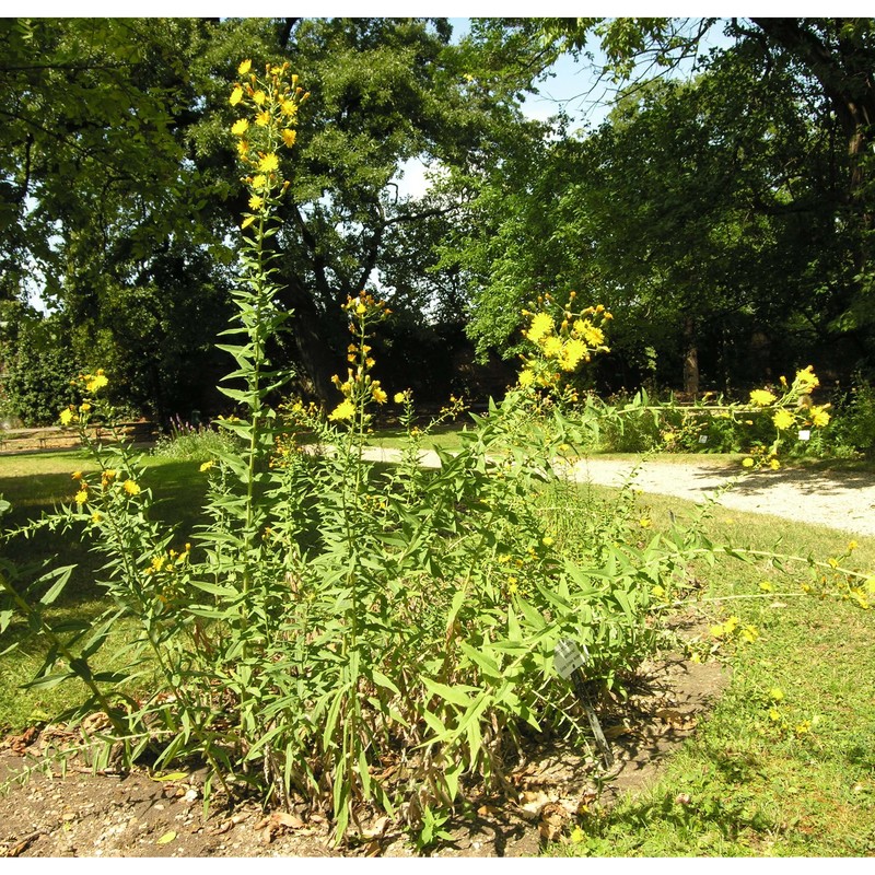 hieracium umbellatum l.