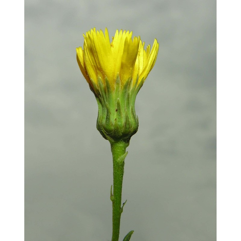 hieracium umbellatum l.