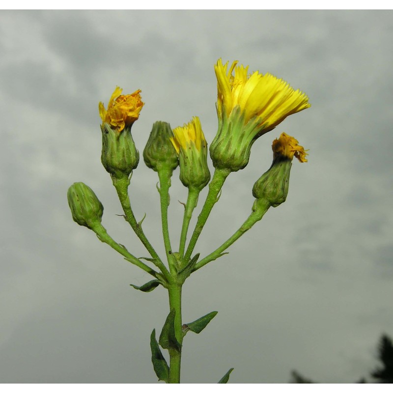 hieracium umbellatum l.