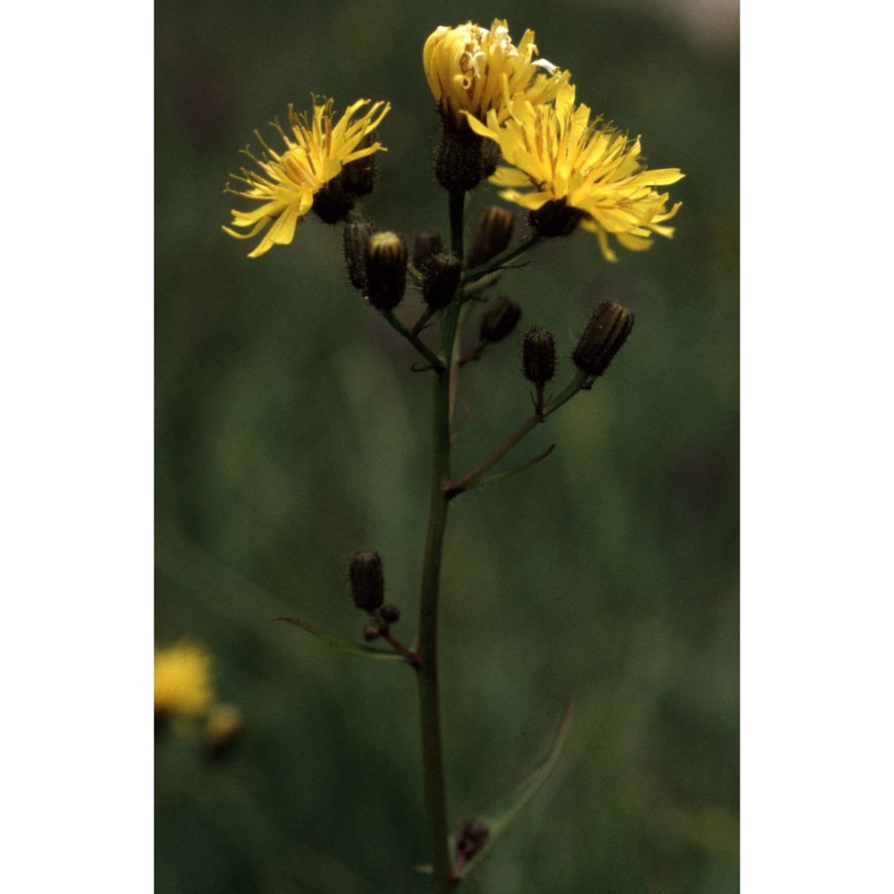 hieracium umbrosum jord.