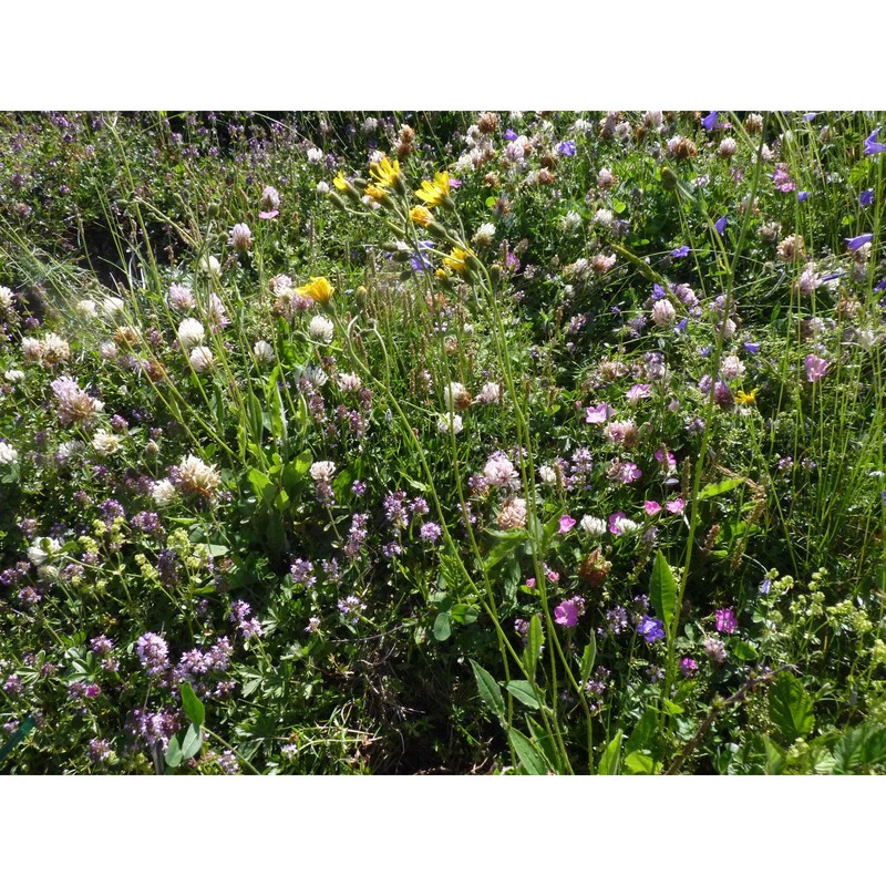 hieracium umbrosum jord.