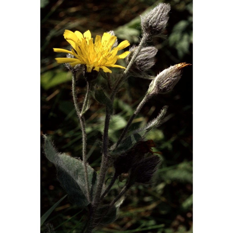 hieracium valdepilosum vill.