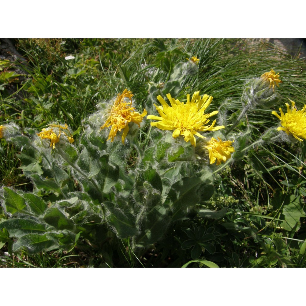 hieracium valdepilosum vill.