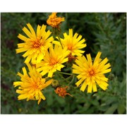 hieracium vasconicum jord. ex martrin-donos