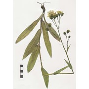 hieracium vetteri ronninger