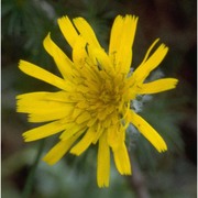 hieracium villosum jacq.