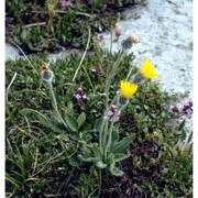 hieracium villosum jacq.