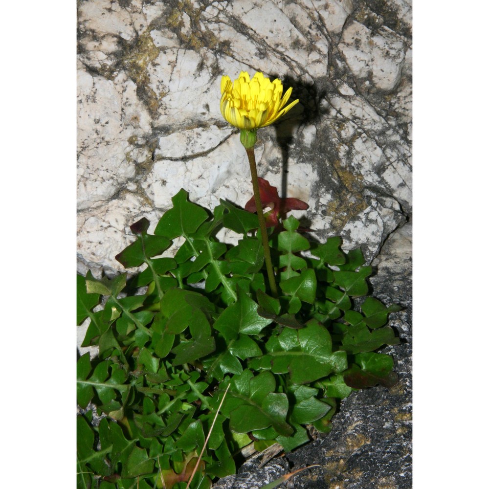 hyoseris frutescens brullo et pavone