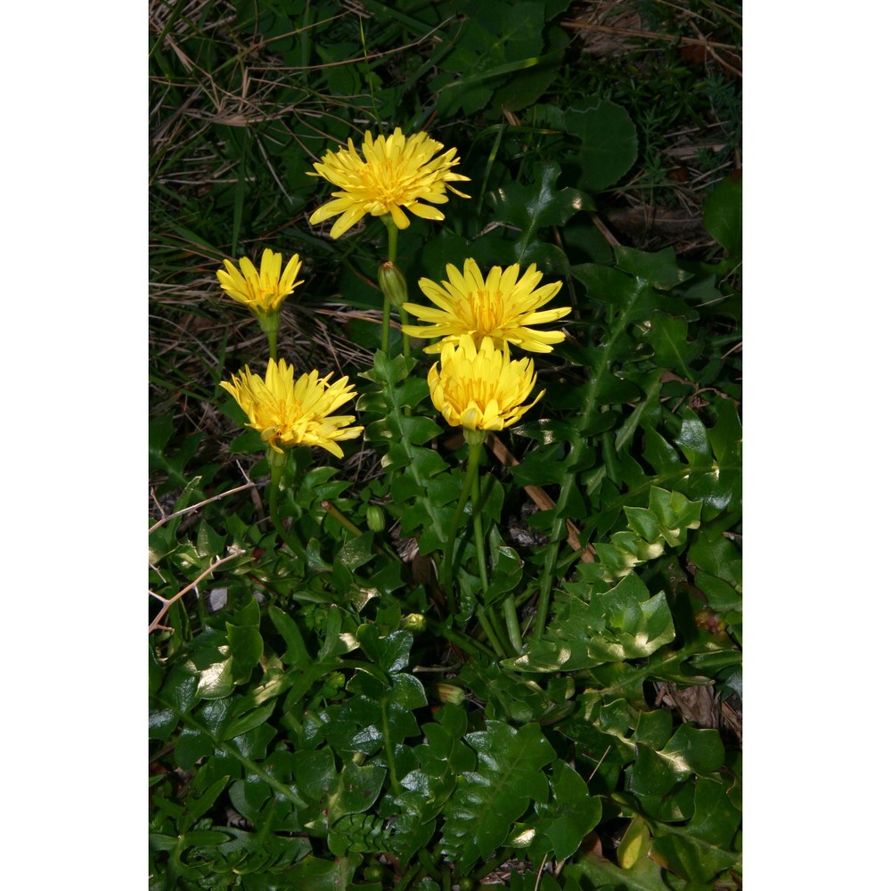 hyoseris frutescens brullo et pavone